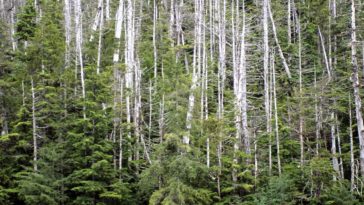 Yellow cedar rejected for threatened species listing